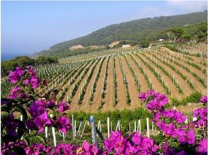 Bougainvillier et vignoble, Damous