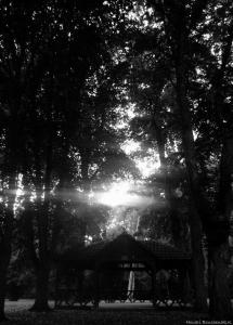 L’arbre est absolution et veille. Il ne dort ni rêve