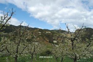 Arboriculture au douar  H'Dadoua( Aghbal)