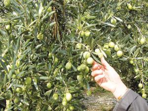 Oran - Agriculture: 53 tonnes d’olives sont produites cette saison