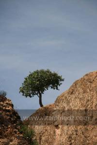 Taoughzout (Qalat Beni Salama) siège des grottes troglodytes (protohistoriques). Elles sont connues actuellement sous le nom de grottes d\'Ibn Khaldoun