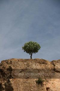 Taoughzout (Qalat Beni Salama) siège des grottes troglodytes (protohistoriques). Elles sont connues actuellement sous le nom de grottes d\'Ibn Khaldoun