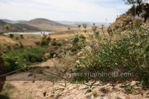 Retenue d\'eau Oued El Taht vue de Taoughzout (Qalat Beni Salama)