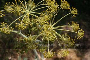 Flore près de Frenda