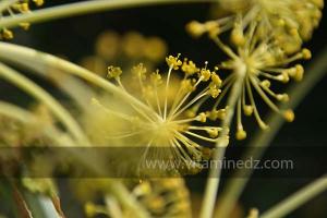 Flore sauvage à Taoughzout près de Frenda
