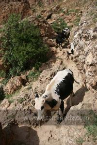 Taoughzout (Qalat Beni Salama) siège des grottes troglodytes (protohistoriques). Elles sont connues actuellement sous le nom de grottes d\'Ibn Khaldoun