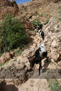 Cheptel de vaches escaladant les grottes de Taoughzout (Qalat Beni Salama)