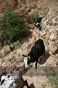 Berger avec ses vaches escaladant les grottes de Taoughzout (Qalat Beni Salama)