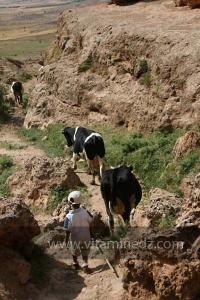 Petit berger avec ses vaches escaladant les grottes de Taoughzout (Qalat Beni Salama)