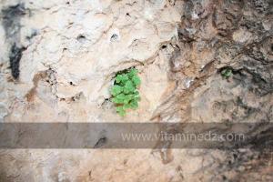 Flore sauvage à Taoughzout près de Frenda