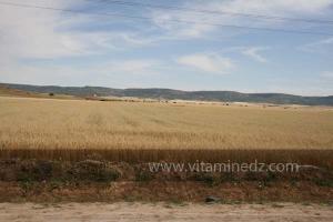 Agriculture céréalière à Frenda