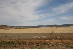 Agriculture céréalière à Frenda