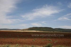 Champs agricoles à Frenda