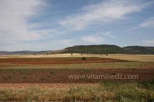 Champs agricoles à Frenda