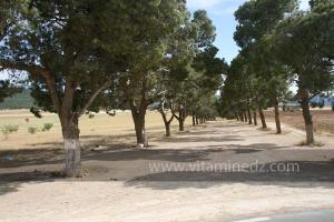 Entrée d\'une ferme coloniale près de Frenda