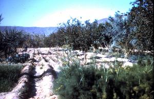 KERZAZ ET SES JARDINS