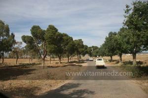 Commune de Ain El Hdid (ex Martimprey), Wilaya de Tiaret