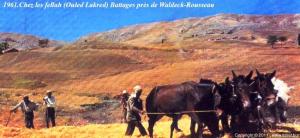 Battages a sidi hosni (Ouled Lakred) Tiaret