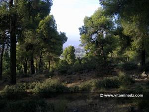 Parc National de Tlemcen, Fôret du petit perdreau