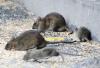 Oran - Insalubrité: la prolifération des rats inquiète