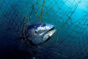 L'Algérie récupère son quota de thon