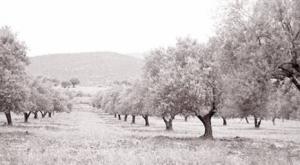 Béjaïa - Les Autrichiens s’intéressent à l’huile d’olive