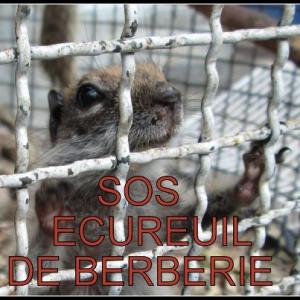 SOS Écureuil de Berbérie