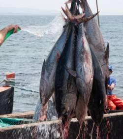 PÊCHE DE THON ROUGE:  Le quota de l'Algérie sera exploité par des opérateurs locaux