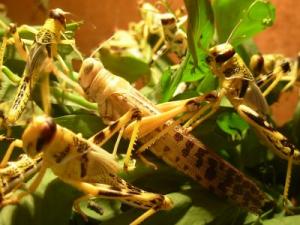 Invasion des criquets pèlerins: «L'Algérie ne risque rien pour le moment»