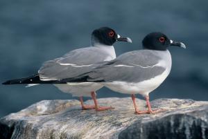 Planète - Climat: Des oiseaux inhabituels trouvés dans l'Arctique