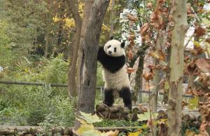 Planète -  Chine: Liberté pour les pandas?