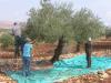 OLÉICULTURE -  Une récolte de plus de 220.000 quintaux d'olives attendue à Batna