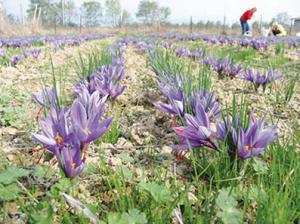 Hamadia (Tiaret) -  Une première culture du safran a réussi