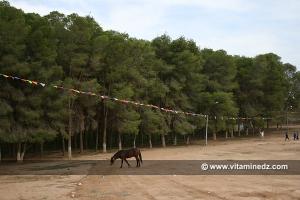 Petite foret de Sidi Mhamed El Wassini, à la sortie Ouest de la ville de Maghnia