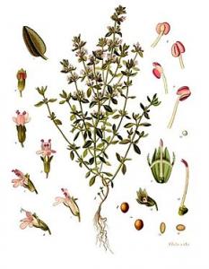 LE THYM (Thymus vulgaris) -  Pour combattre les affections hivernales