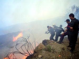 Algérie - 50.000 hectares de forêts ravagés en deux mois