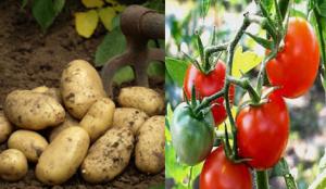 MOSTAGANEM -  Agriculteurs cherchent main-d’œuvre désespérément…