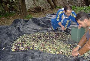 Chemini (Béjaïa)  -  La cueillette d’olives amorcée