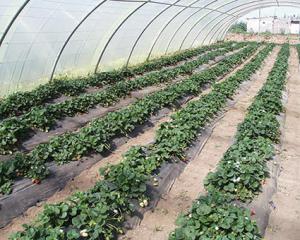 Breira...(Chlef) - Agriculture:  Les fellahs sinistrés réclament des indemnisations