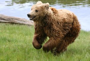Planète - L'Europe met en demeure la France de protéger ses ours bruns