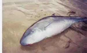 Un cachalot s'échoue sur la plage de Stidia