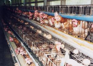 Filière avicole à Bouira:  La production fragilisée par la propagation d’un virus