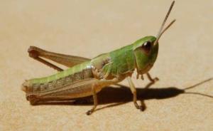 Criquets pèlerins -  Situation préoccupante au sud de l'Algérie