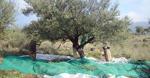 Campagne oléicole à Béjaïa -  Sous de bons auspices