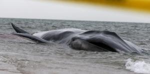 Planète - Une baleine de 9 mètres de long s'échoue à New York:  Les chances de survie de l'animal sont minces