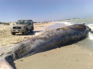 البحر يلفظ قرشا بطول 10 امتار بتيڤزيرت