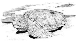 BOUZEDJAR  -  UNE TORTUE GEANTE ECHOUE SUR LE RIVAGE