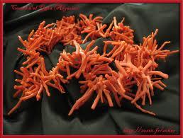 El-Kala (El-Tarf) - Saisie de 70 kg de corail