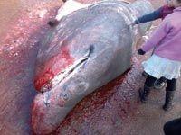 Il mesure 9 mètres et pèse près de 1.600 kilogrammes:  Un requin de 1.600 kg capturé au large de Tigzirt