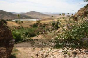 Flore près de Frenda
